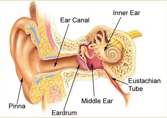 Diagram of inner, outer and middle ear